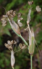 Sisyrinchium elizabethiae