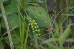 Platanthera flava herbiola