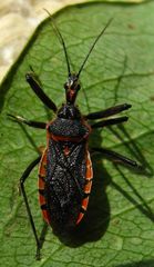 Rhynocoris bipustulatus
