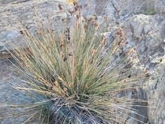 Juncus acutus acutus