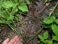 Sisyrinchium elizabethiae