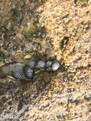 Echinolittorina aspera