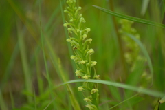 Platanthera flava herbiola