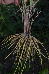 Sisyrinchium elizabethiae