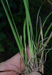 Sisyrinchium elizabethiae