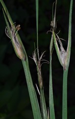 Sisyrinchium elizabethiae