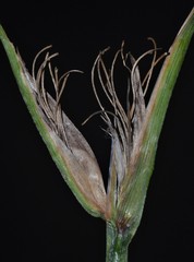 Sisyrinchium elizabethiae