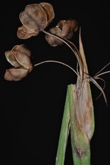 Sisyrinchium elizabethiae