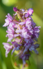 Gymnadenia borealis