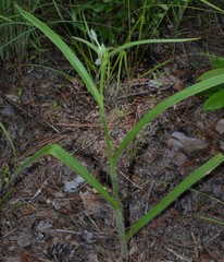 Tradescantia reverchonii