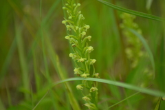 Platanthera flava herbiola
