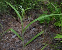 Tradescantia reverchonii