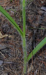 Tradescantia reverchonii