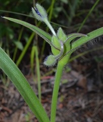 Tradescantia reverchonii