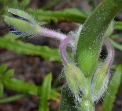 Tradescantia reverchonii