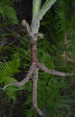 Tradescantia reverchonii