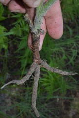 Tradescantia reverchonii