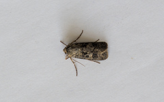 Agrotis clavis