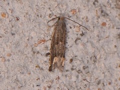 Epiblema minutana