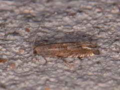 Epiblema minutana