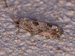 Pelochrista consobrinana