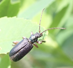 Plateumaris bracata