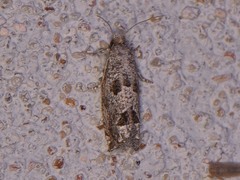 Pelochrista consobrinana