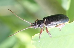 Plateumaris bracata