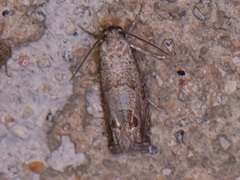 Pelochrista consobrinana