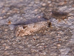 Pelochrista consobrinana