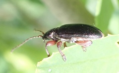 Plateumaris bracata
