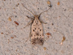 Neodactylota liguritrix