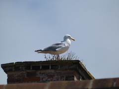 Larus argentatus