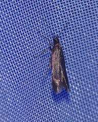 Monochroa tenebrella