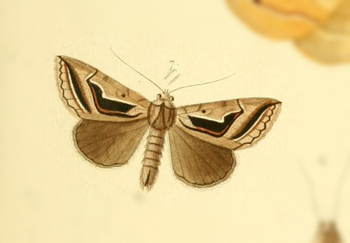 Heteropygas oppilata
