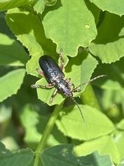 Plateumaris bracata