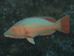 Bodianus scrofa