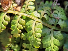 Asplenium foreziense