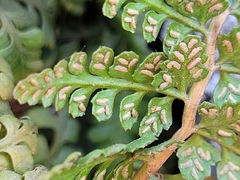 Asplenium foreziense