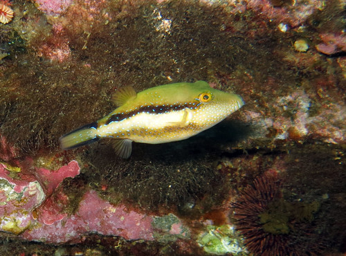 Macaronesian sharpnose puffer (Canthigaster capistrata) — Tetraodontidae