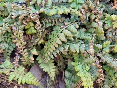 Asplenium foreziense