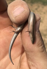 Chalcides mionecton