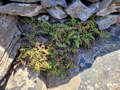 Asplenium foreziense