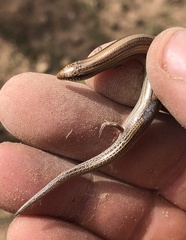 Chalcides mionecton