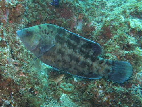Atlantic Wrasse