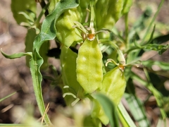 Reseda jacquinii litigiosa
