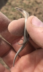 Chalcides mionecton