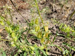 Reseda jacquinii litigiosa