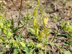 Reseda jacquinii litigiosa