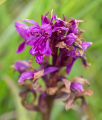 Dactylorhiza traunsteinerioides